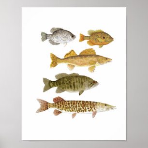 Póster O Melhor Gamefish Água fresca