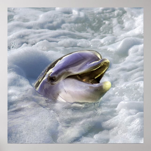 Poster O melhor sorriso de um golfinho (Frente)