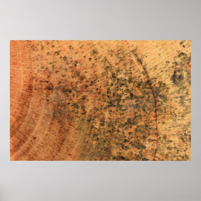 Poster O molde que cresce na superfície da madeira marrom (Frente)