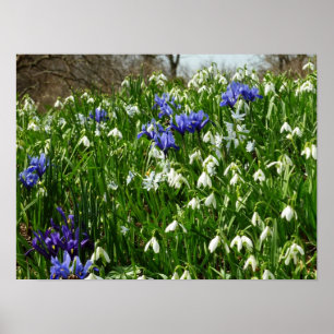 Poster O montanhês do primavera adiantado floresce a
