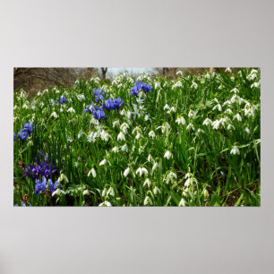 Poster O montanhês do primavera adiantado floresce a