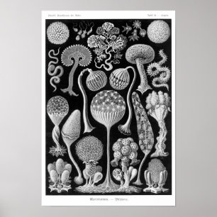 Póster O Mycetozoa de Haeckel