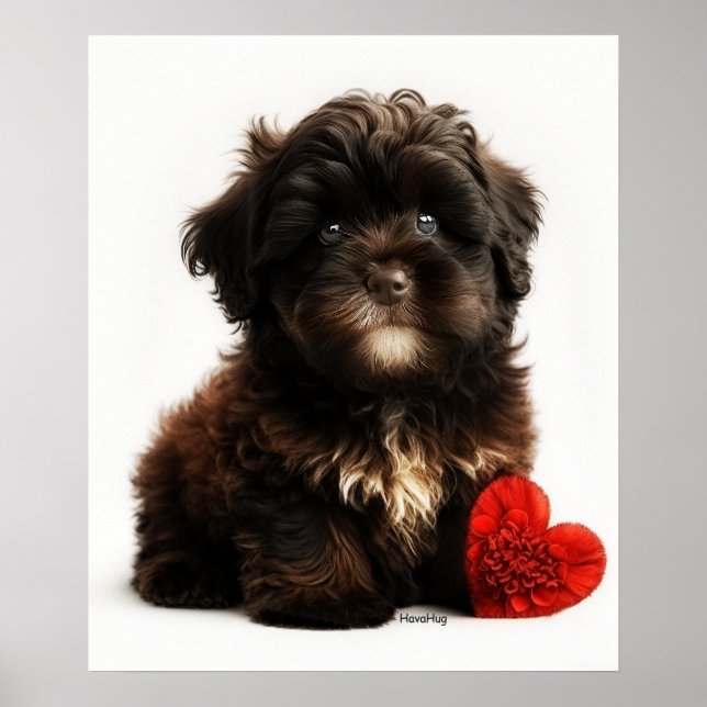 Poster O Namorados mais quente, Chocolate Havanese (Frente)