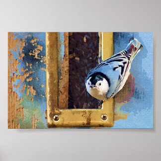 Poster O Nuthatch