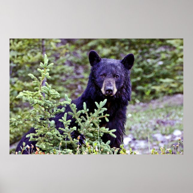 Poster O olhar do Urso Negro (Frente)