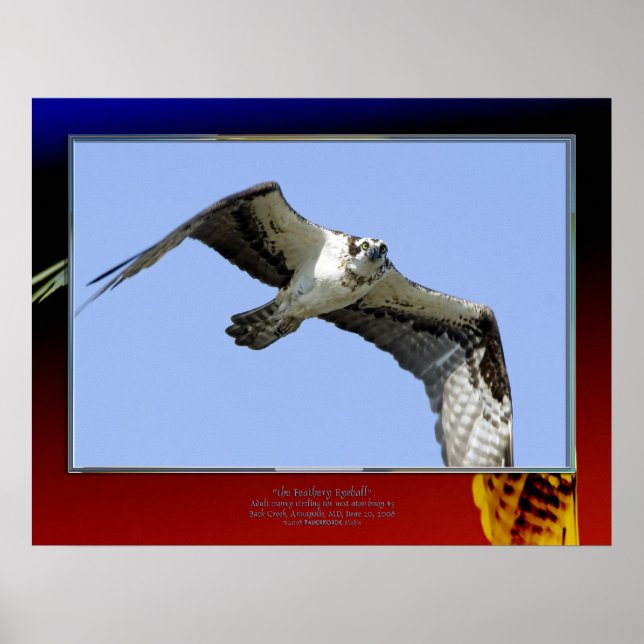 Póster O Olho da Feathery (Frente)