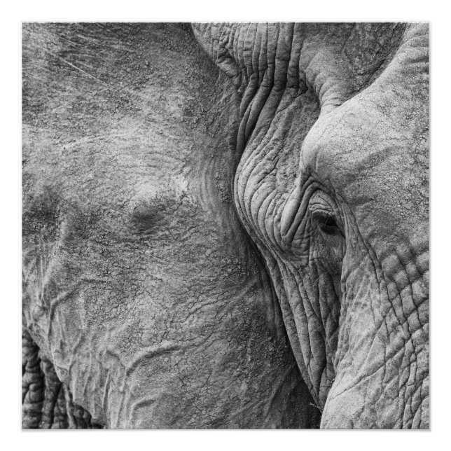 Póster O olho de um elefante (Frente)