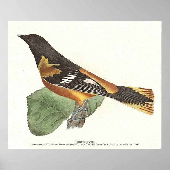 Poster O Ouro ou Baltimore Oriole (Icterus galbula) (Frente)