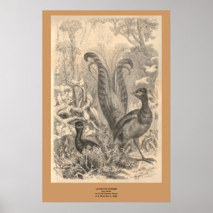 Poster O pássaro do Lyre