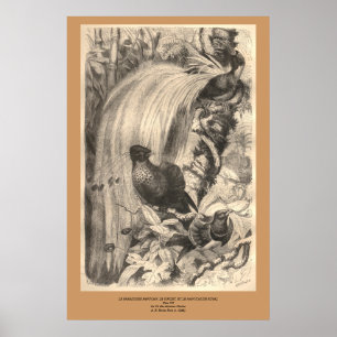 Poster O Pássaro do Paraíso, Sifilet, Manucaud Royal