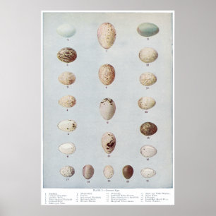 Poster O pássaro Eggs a história natural do vintage da