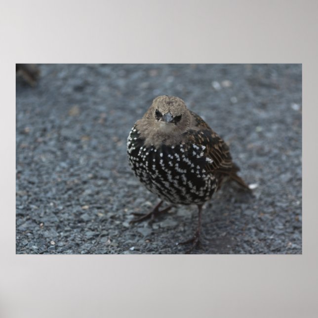 Poster O Pássaro Irritado Original? (Frente)