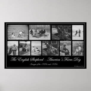 Póster O Pastor Inglês - O Cachorro da Fazenda Americana