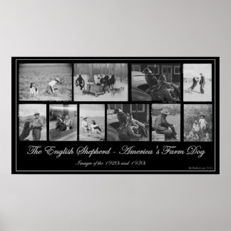 Póster O Pastor Inglês - O Cachorro da Fazenda Americana