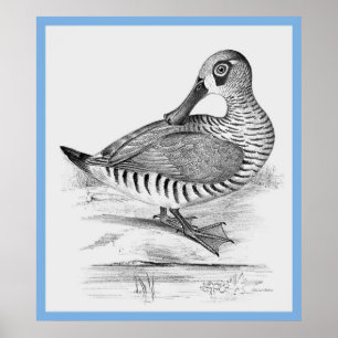 Póster O Pato de John Gould