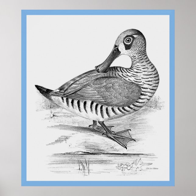 Póster O Pato de John Gould (Frente)