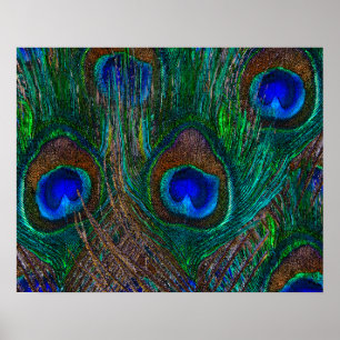 Póster O pavão da meia-noite empluma-se a decoração do