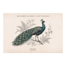 O Pavão Vintage Pavão Vitoriano