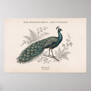Poster O Pavão Vintage Pavão Vitoriano