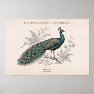 Poster O Pavão Vintage Pavão Vitoriano