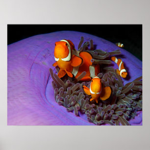 Poster O peixe-palha está sempre em movimento Anemonefi