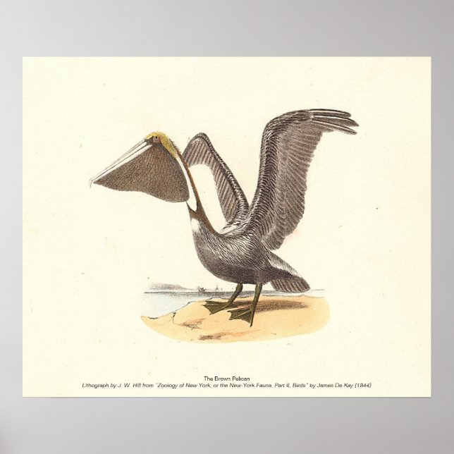 Poster O Pelicano marrom (Pelecanus occidentalis) NY Bird (Frente)