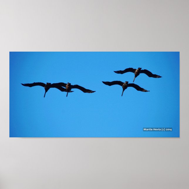 Póster O Pelicano Quatro (Frente)