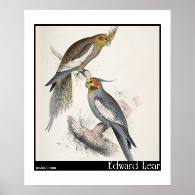 Póster O periquito New Holland de Edward Lear (Frente)