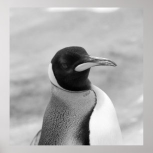 Poster "O pinguim de imperador "