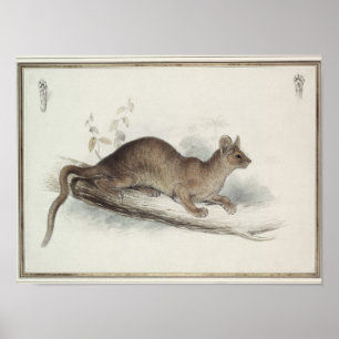 Póster O Polecat, século XIX