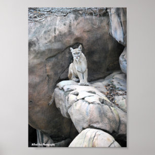 Poster O Poleiro do Rei da Montanha