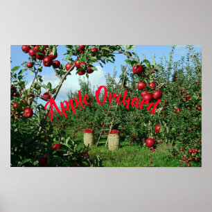 Póster O pomar de Apple