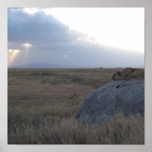 Poster O por do sol da leoa