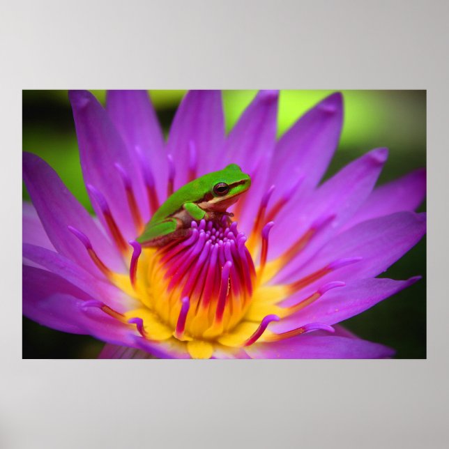 Póster O Poser (Frente)