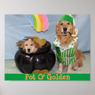 Póster O pote do Leprechaun do golden retriever do ouro