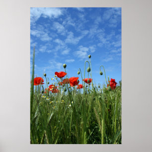 Poster O prado