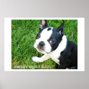 Poster O princípio do gaiteiro