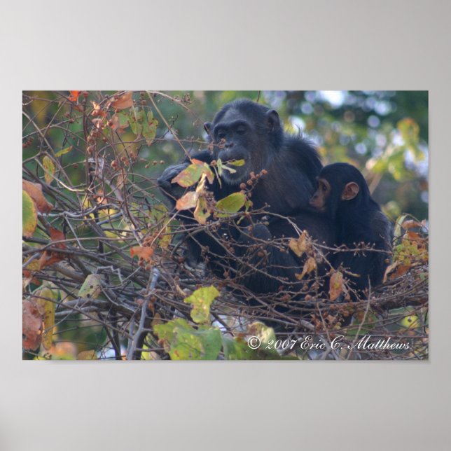 Póster O Professor (Frente)