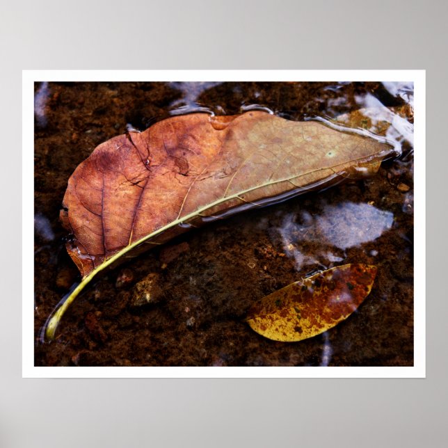 Póster o prospetor (Frente)