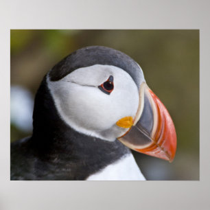 Poster O Puffin Atlântico, um pássaro marinho pelágico, m