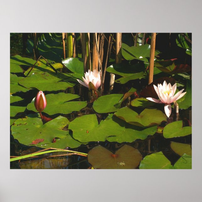 Póster O que há debaixo? (Frente)