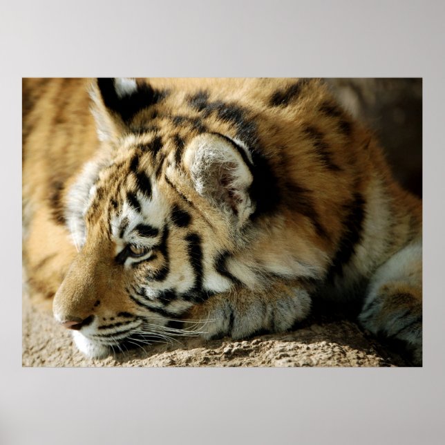 Poster O que posso fazer a seguir? (Frente)