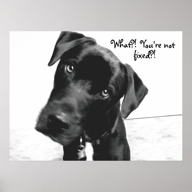 Póster O quê? Você não está, consertado? (Frente)