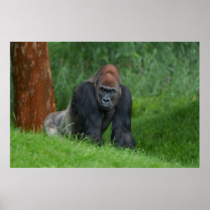 Poster O Realm Serene de Silverback
