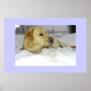 Póster O rei na neve - cena do inverno de Labrador