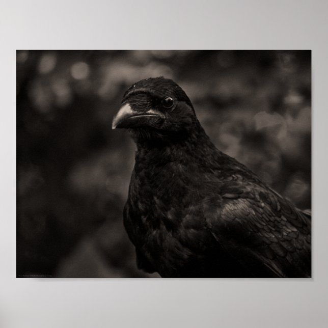 Poster O Requerente (Frente)