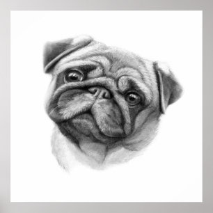 Poster O Retrato Pug Cara de Cachorro