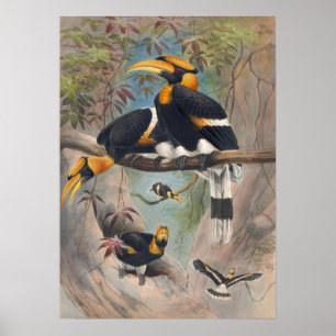 Poster O Rinoceronte Hornbill de Joseph Wolf