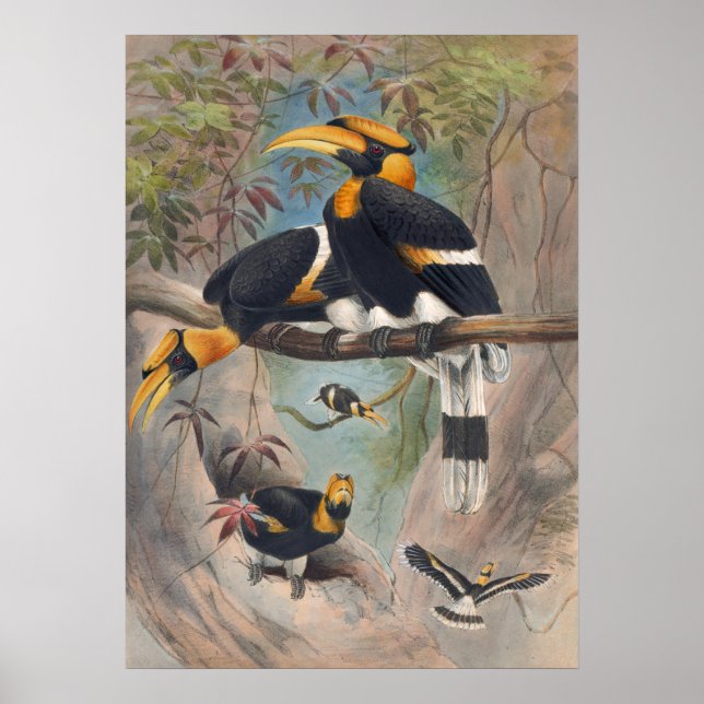 Poster O Rinoceronte Hornbill de Joseph Wolf (Frente)
