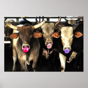 Póster O rodeio de sopro Bull da pastilha elástica